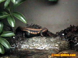 bronxzoo002