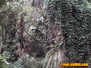 bronxzoo020