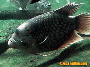 bronxzoo023