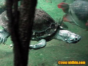 bronxzoo027