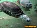 bronxzoo028