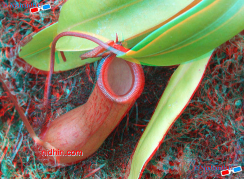 New York Botanical Garden Anaglyph 3D Photography